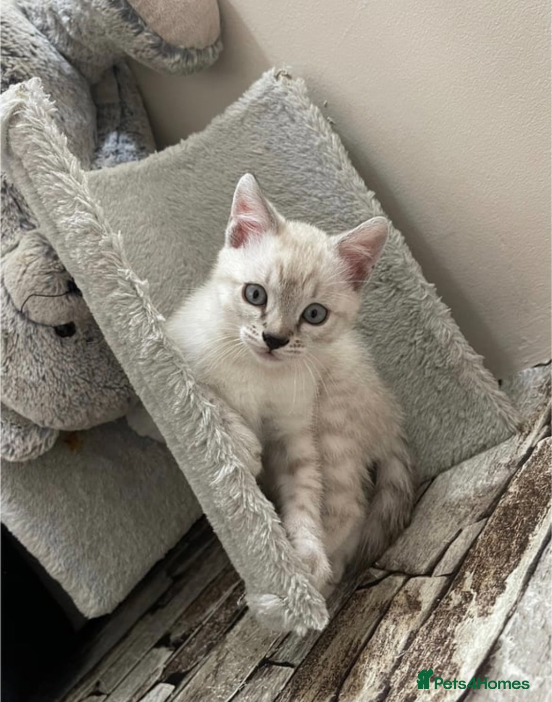 Bengal cats for sale: Pure bred Snow Bengal / Snow Leopard kittens - Image 8