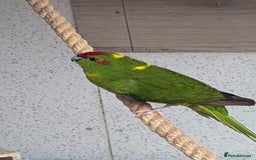 Parakeets birds for sale: 3 Beautiful Kakarikis for sale. 2 males, 1 female. - Image 5
