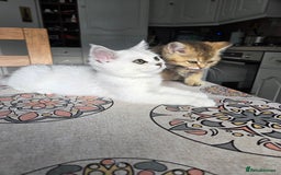 British Shorthair cats for sale: Beautiful 5 kittens  - Image 12