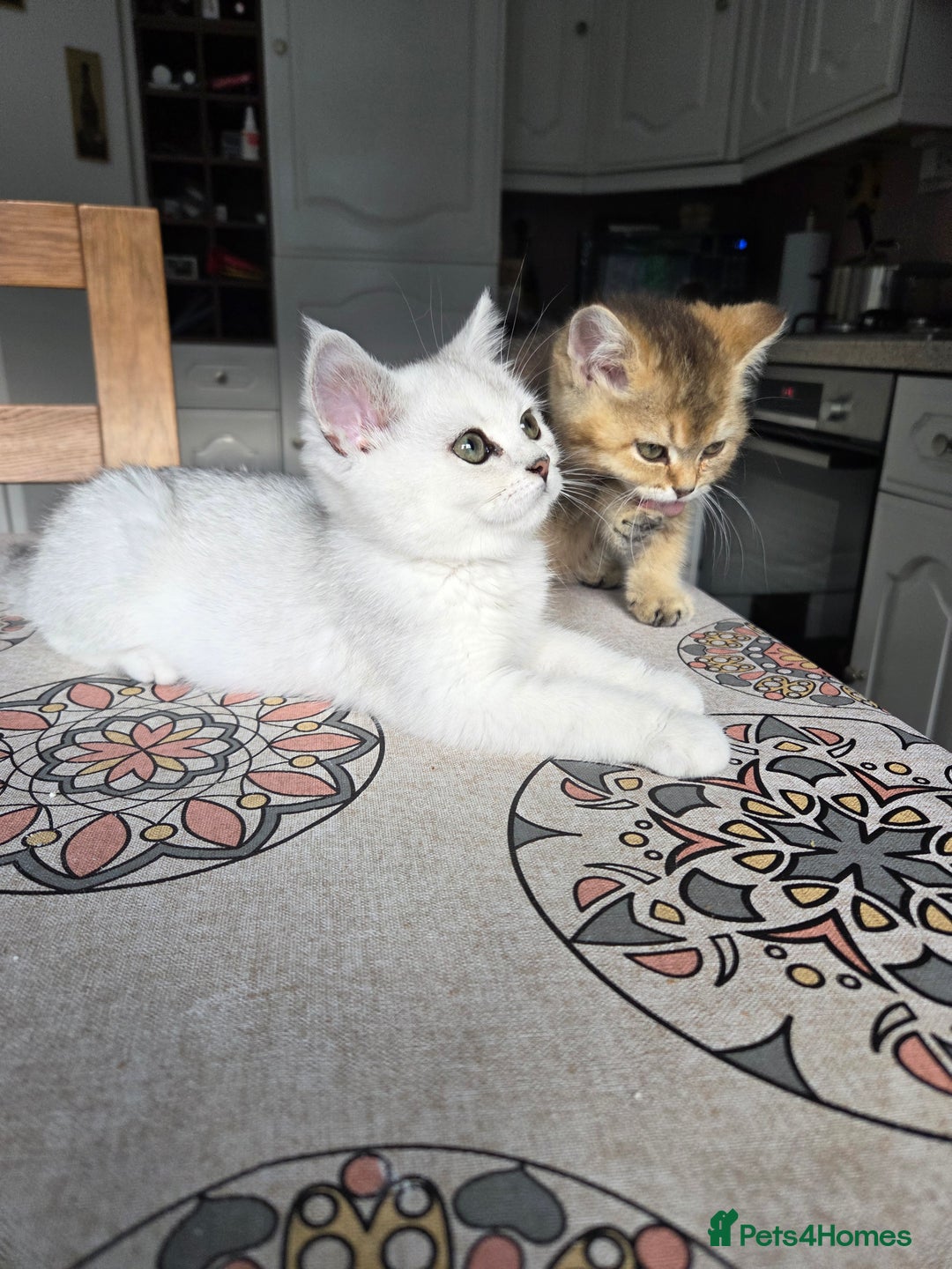 British Shorthair cats for sale: Beautiful 5 kittens  - Image 12