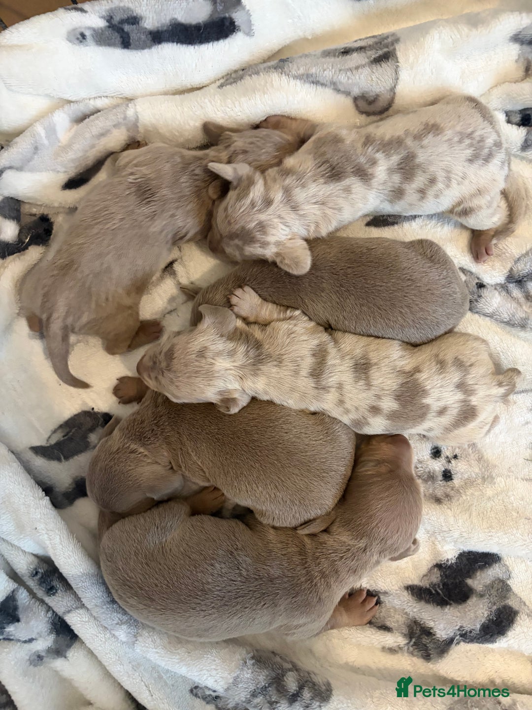 Miniature Dachshund dogs for sale: miniature dachshund - Advert 3