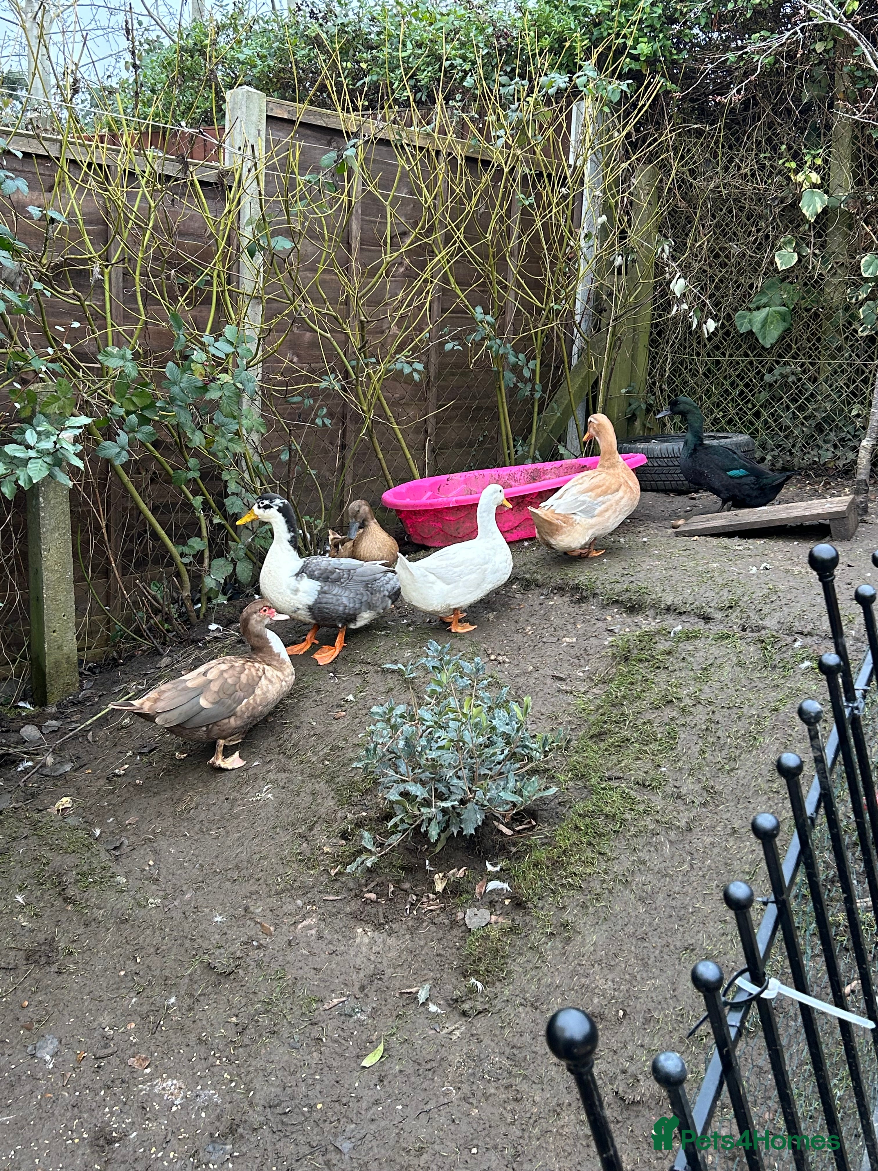 Ducks poultry 6 ducks for sale NEED GONE ASAP - Advert 4