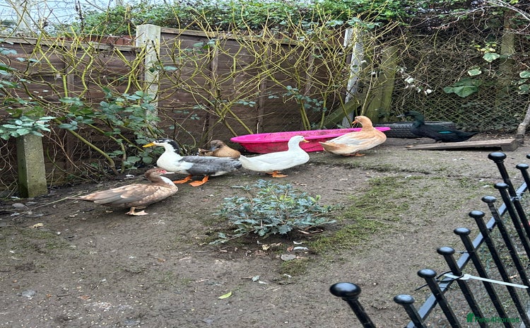 Ducks poultry 6 Duck For Sale NEED GONE ASAP - Advert 1