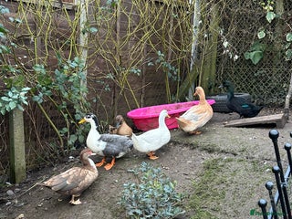 Ducks poultry 6 Duck For Sale NEED GONE ASAP - Advert 4