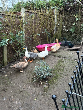 Ducks poultry 6 Duck For Sale NEED GONE ASAP - Advert 1