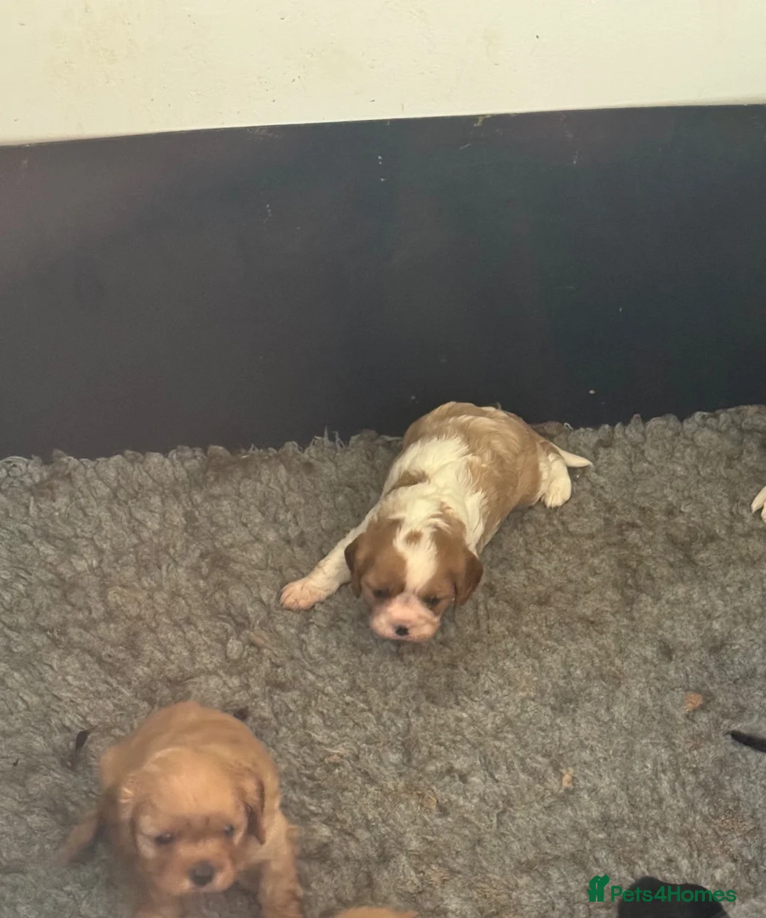 Cavalier King Charles Spaniel dogs for sale: Ready Aug 21st cavalier girls and boys  - Advert 2