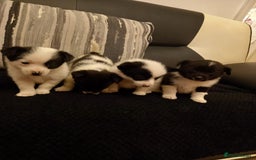 Mixed Breed dogs for sale: Jack Russell Pups in Braintree - Image 2