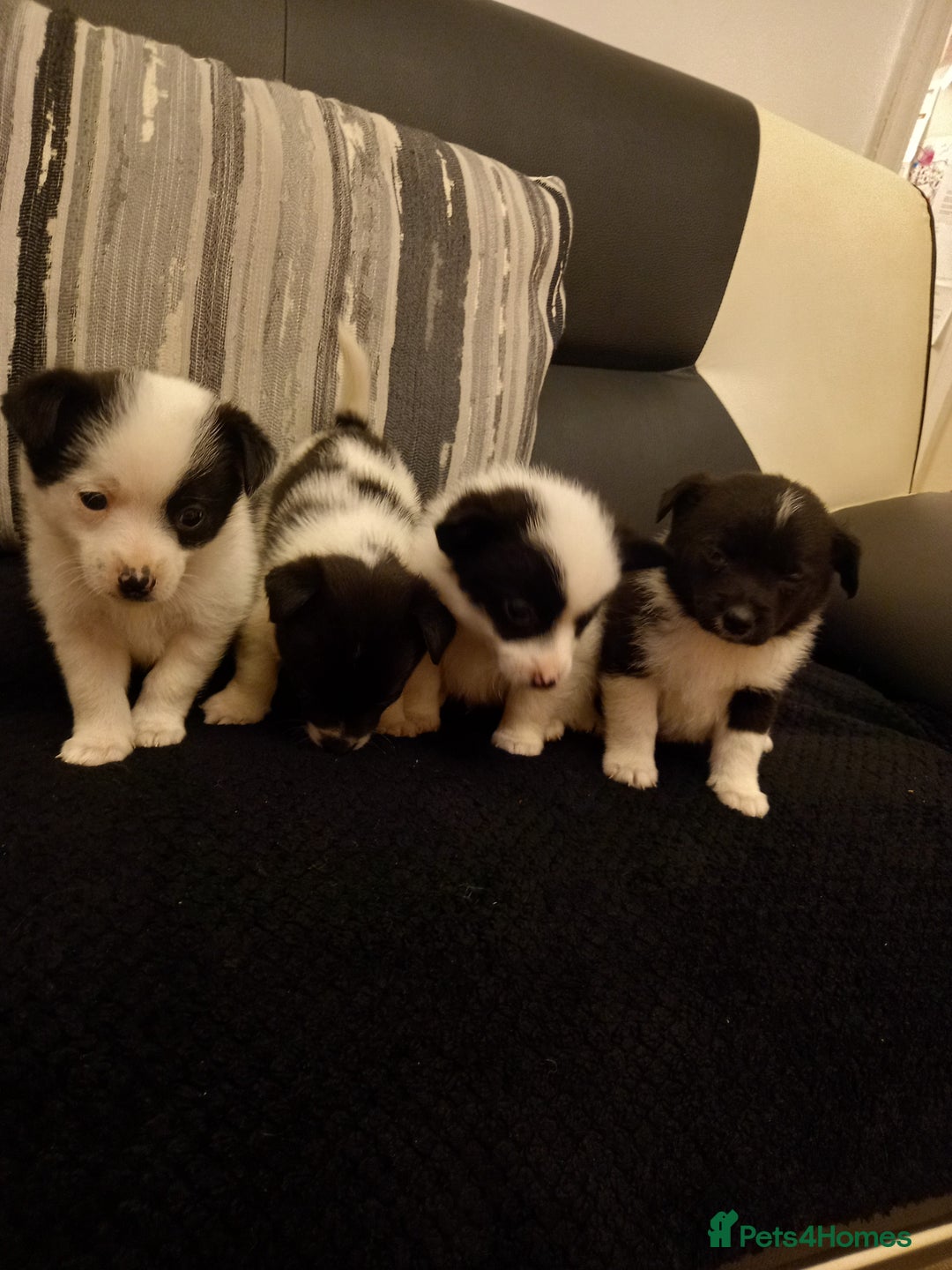 Mixed Breed dogs for sale: Jack Russell Pups in Braintree - Image 2