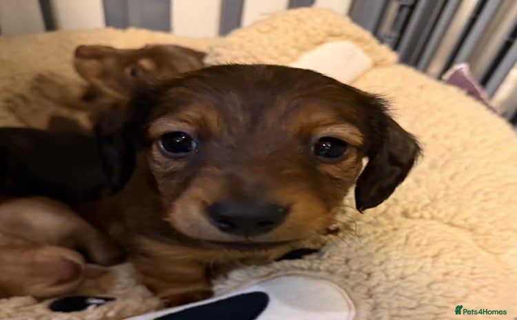 Miniature Dachshund dogs  Long haired miniature dachshund litter  - Advert 16