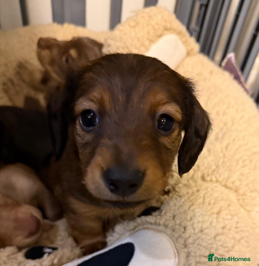 Miniature Dachshund dogs for sale:  Long haired miniature dachshund litter  - Advert 10