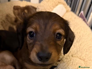 Miniature Dachshund dogs Long haired miniature dachshund litter - Advert 7