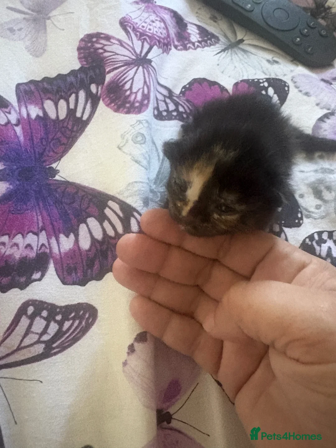 Mixed Breed cats for sale: 6 beautiful kittens  - Advert 12