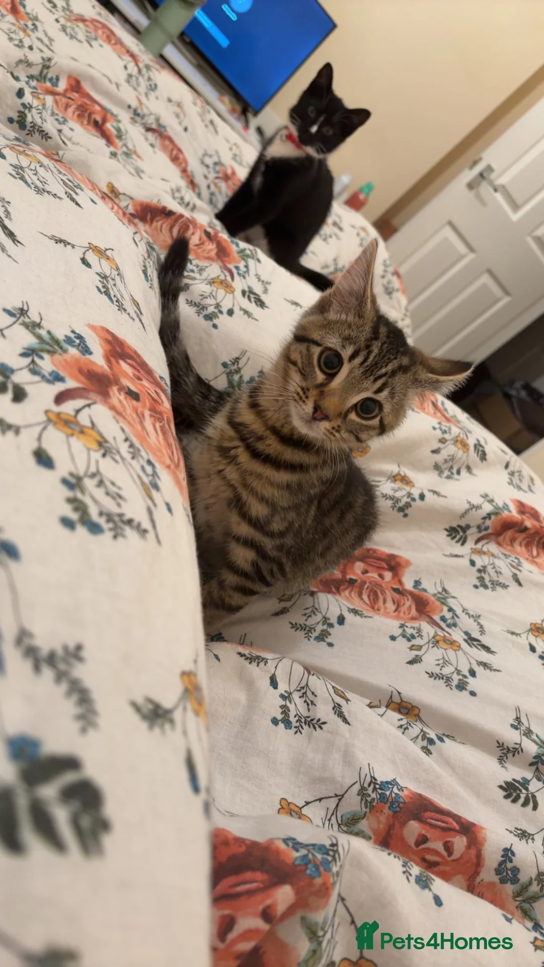 Mixed Breed cats for sale: DSH X BENGAL - Advert 2