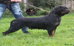 Rottweiler dogs for sale: Beautiful Female Rottweiler For Pet/Show Homes - Advert 7