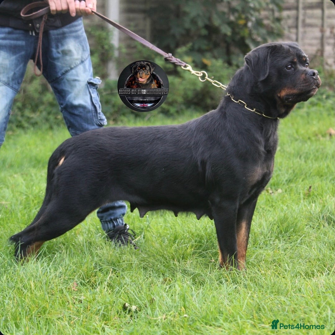 Rottweiler dogs for sale: Beautiful Female Rottweiler For Pet/Show Homes - Advert 7
