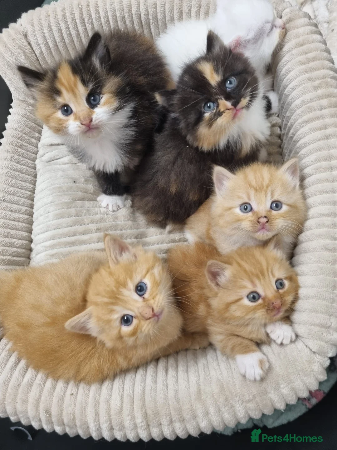 American Shorthair cats for sale: Kittens for sale - Advert 2