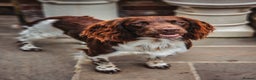 English Springer Spaniel dogs for stud: English Springer Spaniel Stud in Derby - Advert 10