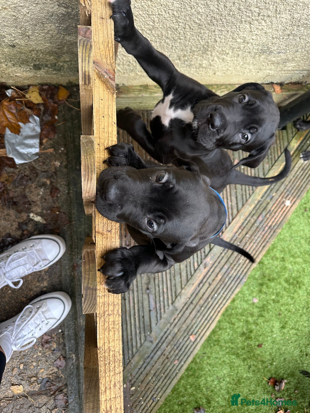 Mixed Breed dogs for sale: Cane corso/Great Dane puppies for sale ✨✨ - Image 30