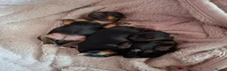 Yorkshire Terrier dogs for sale: Little Yorkshire Terrier Puppies! 2 Boys & 1 Girl. - Advert 6