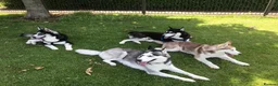 Siberian Husky dogs for stud: Husky Stud  - Advert 6