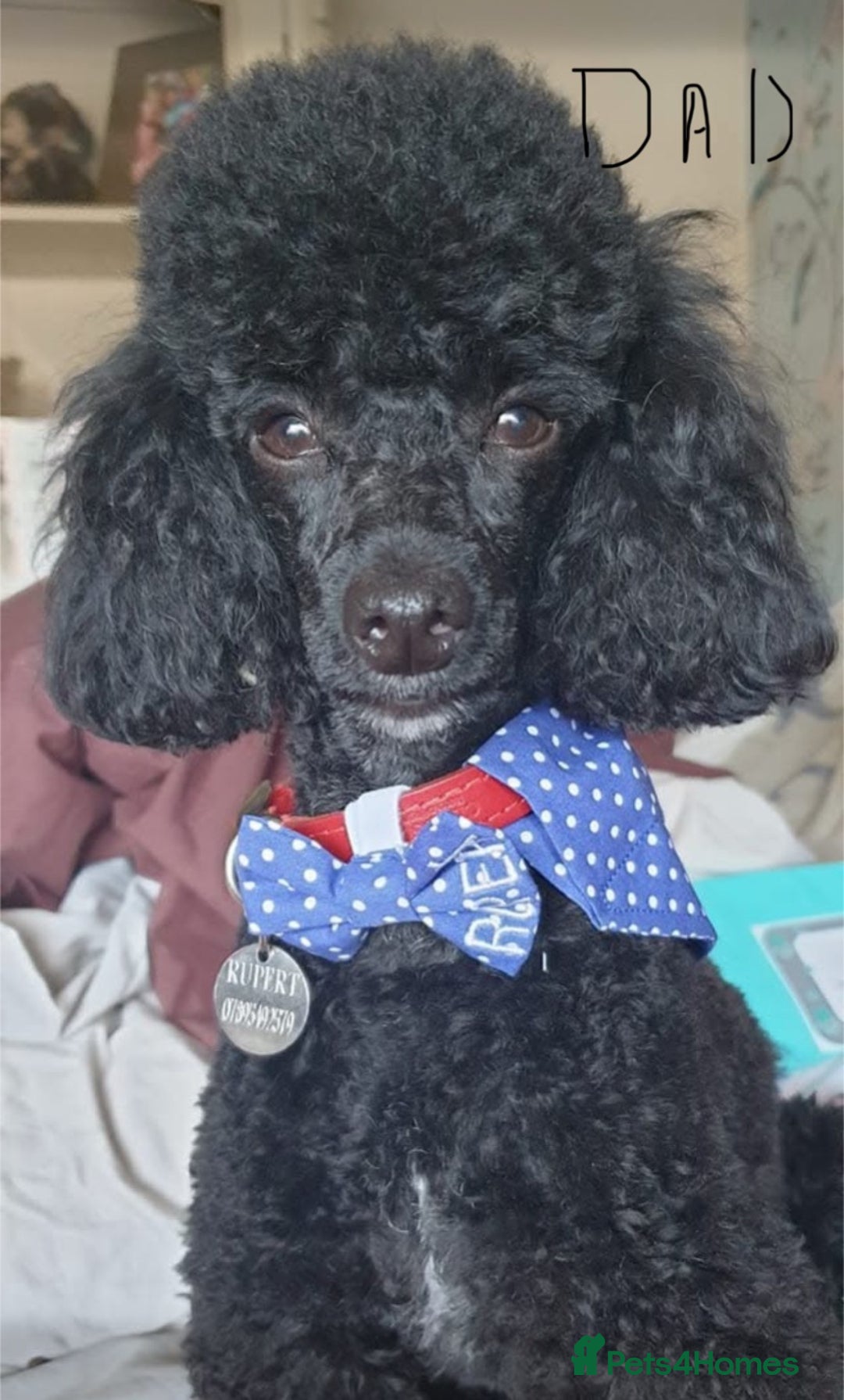 Miniature Poodle dogs for sale: Beautiful Miniature/Toy poodles  - Advert 7