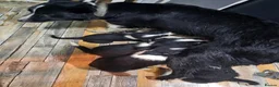 Border Collie dogs for sale: Border Collie Pups - Advert 4