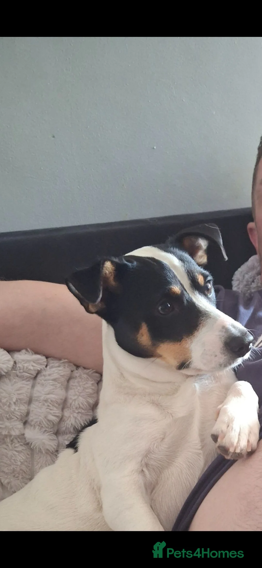 Jack Russell dogs for stud: Stunning jack russell available for stud - Advert 1