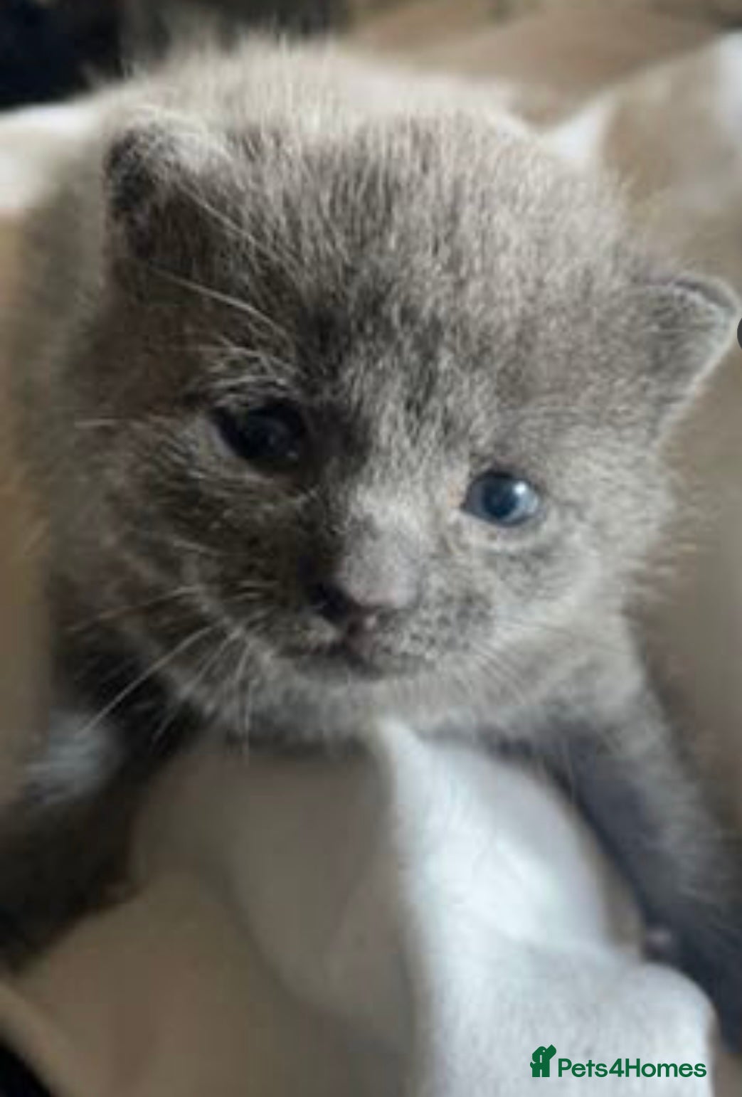 Russian Blue cats for sale: Blue Russian kittens - Advert 19