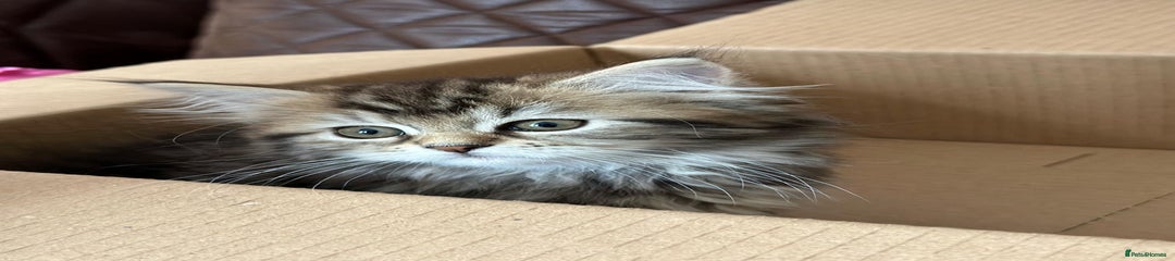 Siberian Kitten 4