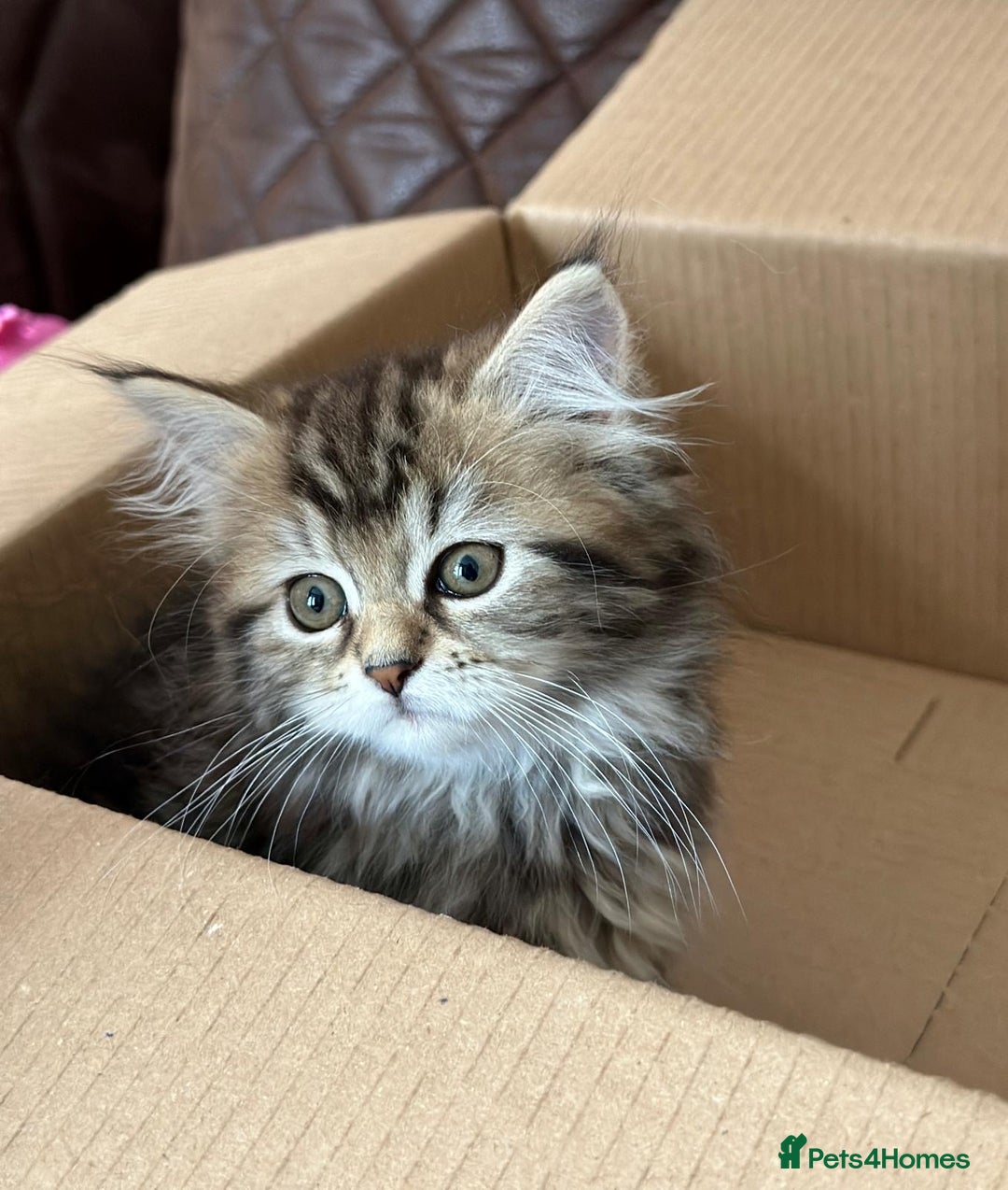 Siberian cats for sale: ❤️ 5 super friendly Siberian mix kittens ❤️ - Image 20