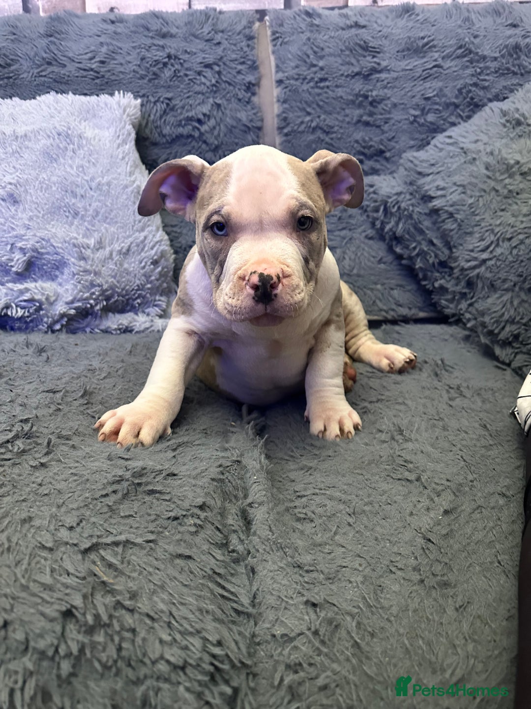 American Bully dogs for sale: 🐾 ABKC Registered Micro/Pocket Bully Puppies! 🐾 - Advert 28