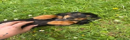 Miniature Dachshund dogs for sale: Beautiful KC reg long haired female  - Advert 9