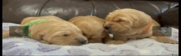 Golden Retriever dogs for sale: KC DNA tested gorgeous golden retriever puppies  - Advert 20