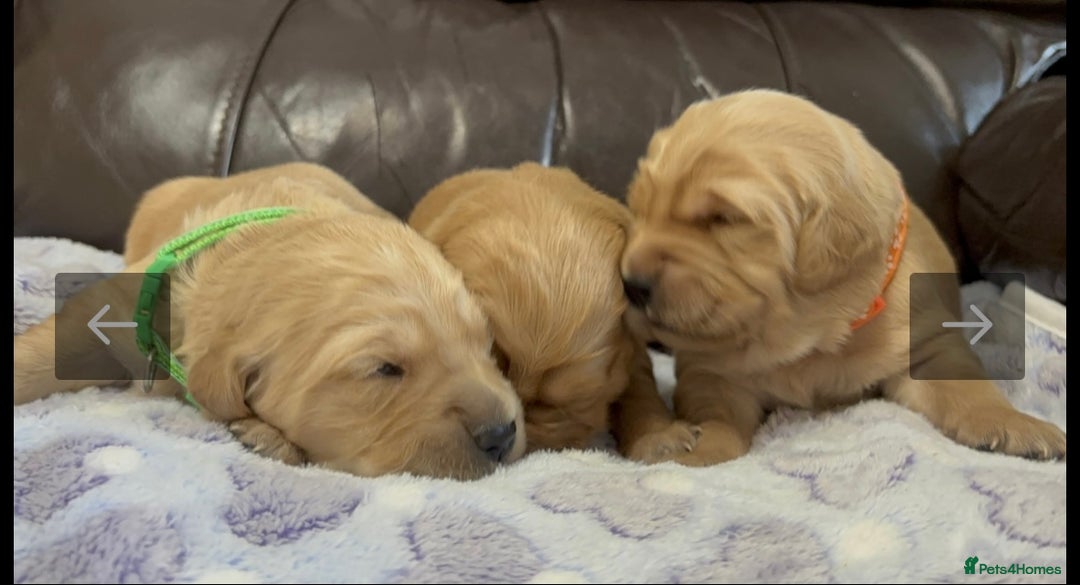 Golden Retriever dogs for sale: KC DNA tested gorgeous golden retriever puppies  - Advert 20