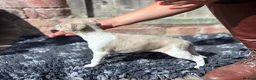 Whippet dogs for sale: Beautiful chunky KC blue fawn brindle whippet pups in Market Harborough - Advert 7