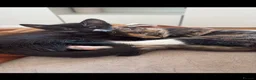 Domestic Shorthair cats for sale: Kittens ready to go - Advert 3