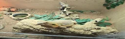 Bearded Dragon reptiles for sale: Bearded Dragon lizard and vivarium - Advert 6