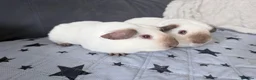 Guinea Pig rodents for sale: Californian male guinea pigs, cage + huge bundle - Advert 5