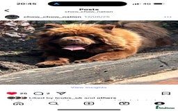 Chow Chow dogs for sale: Lilac and chocolate chows AT carriers  - Image 3