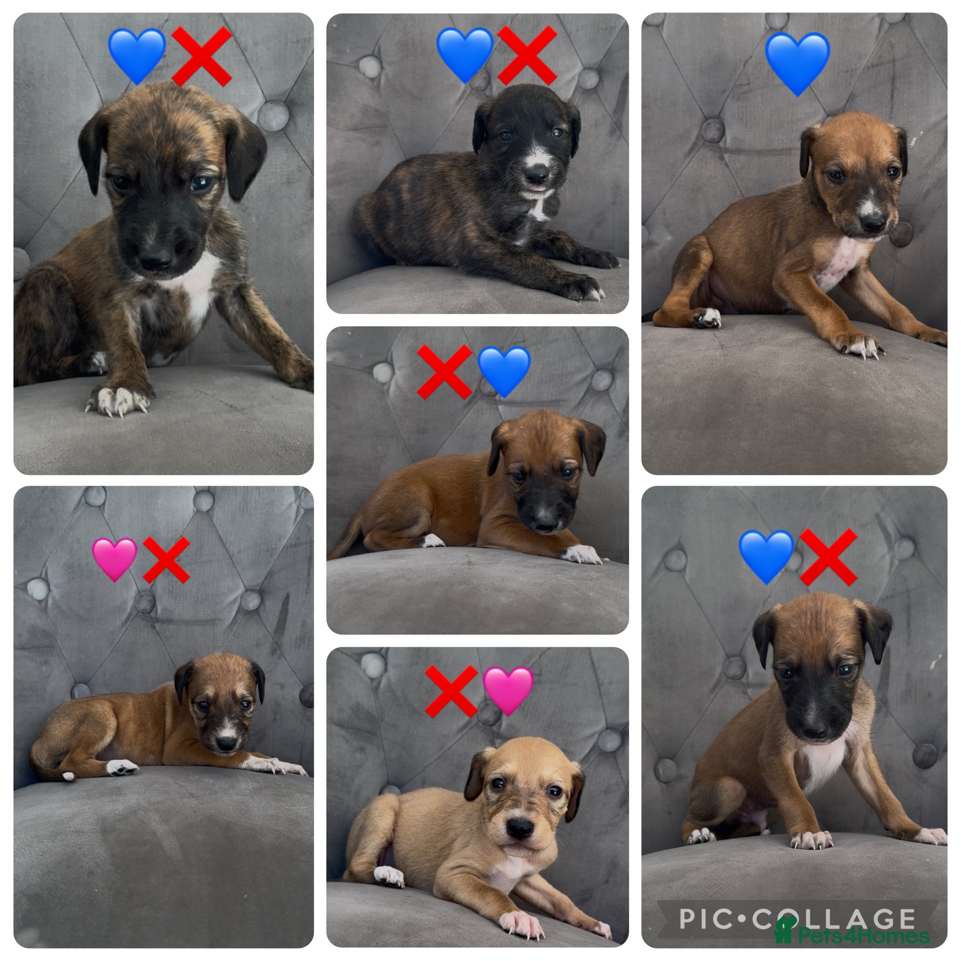 Mixed Breed dogs Wippet X puppies  - Advert 2