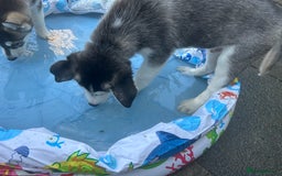 Siberian Husky dogs for sale: Lovely husky puppies, ready for new homes on 25/8 - Image 31