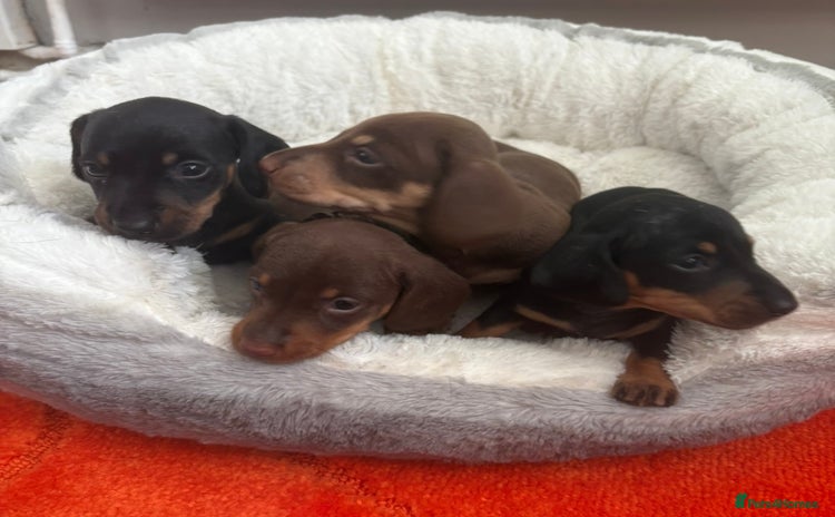 Dachshund dogs - Advert 6