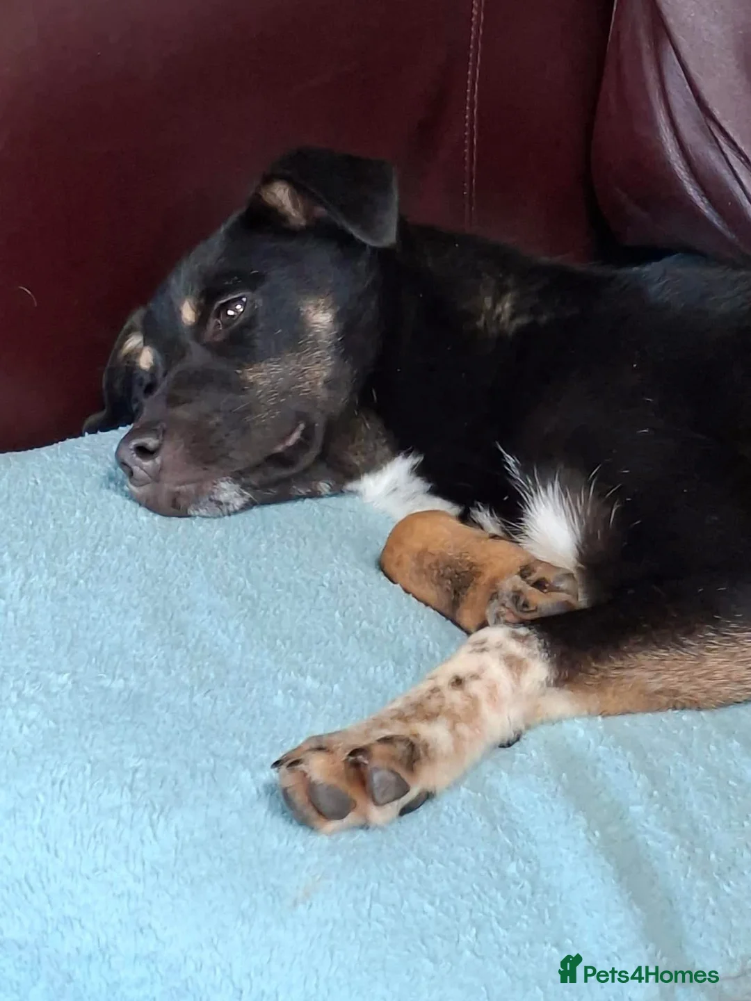 Mixed Breed dogs for adoption: Pepsi - North Walsham Norfolk  - Advert 2