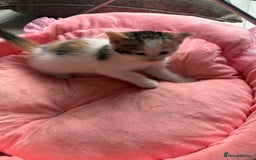 Ragdoll cats for sale: Four ragdoll crosses available - Image 5