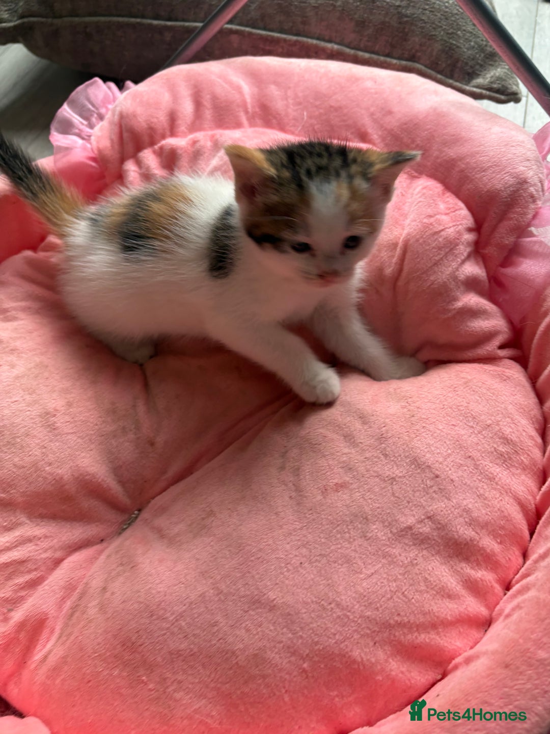 Ragdoll cats for sale: Four ragdoll crosses available - Image 5