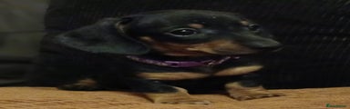 Dachshund Puppy 4