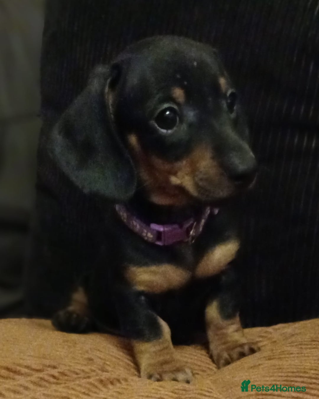 Dachshund dogs for sale: Miniature Dachshund puppies ready for forever home - Advert 8
