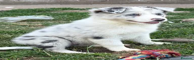 Border Collie 3