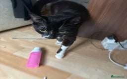 Mixed Breed cats for sale: Female kitten - Image 3