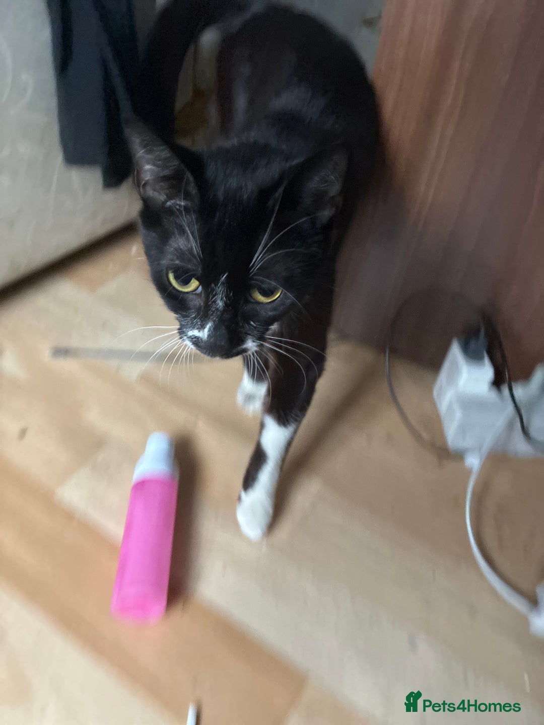 Mixed Breed cats for sale: Female kitten - Image 3